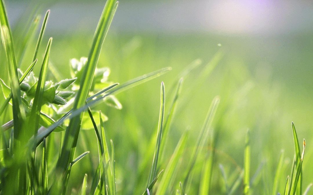 Entretien espaces verts à Sarreguemines