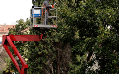 Élagage à Saint-Avold : l’art de soigner vos arbres
